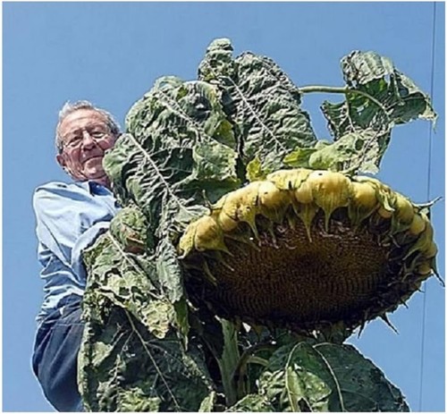 Sunflower mongolian giant - sunflower,