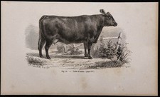 1860 - Angus Cow - Antique