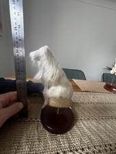 Shetland pony leg ,freeze dried and cut to show internal structures and bones