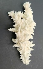 Real Coral Skeleton Decoration