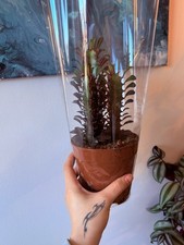 Euphorbia  Rubra