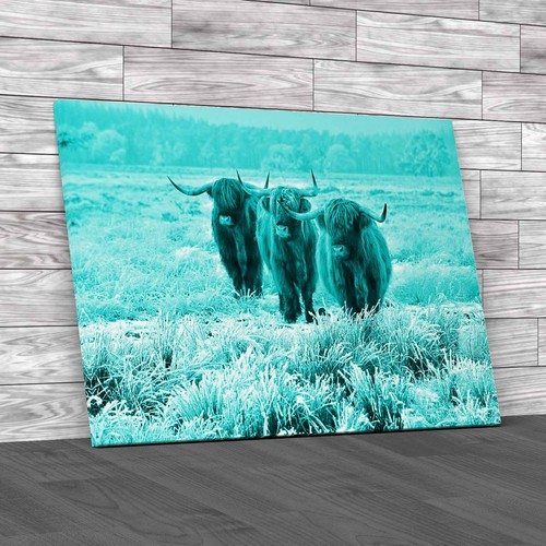 Scottish highland cows - scottish, in