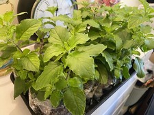 Tulsi Holy Basil plant