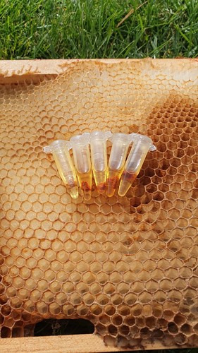 Honey bee swarm hive - honey, trap