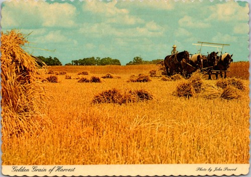 Indiana wheat field - wheat,