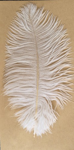 Ostrich feathers 12 - -, /