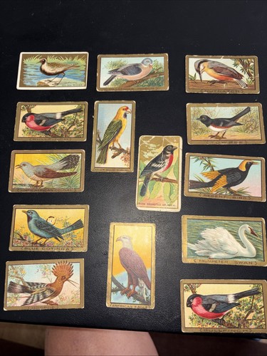 Lot bird series cards - lot, (one