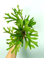 Platycerium RIDLEY VAR. CORAL