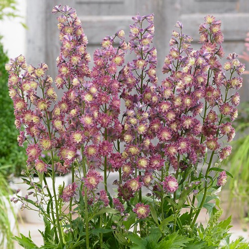 Delphinium highlander flamenco - delphinium,