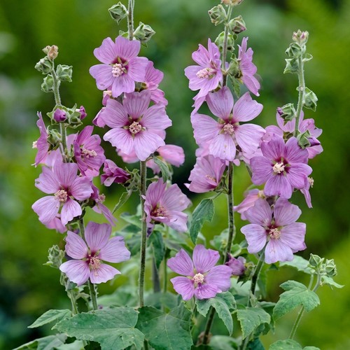 Lavatera lilac lady hardy - lavatera,