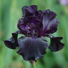 1L Pot Iris Germanica Black