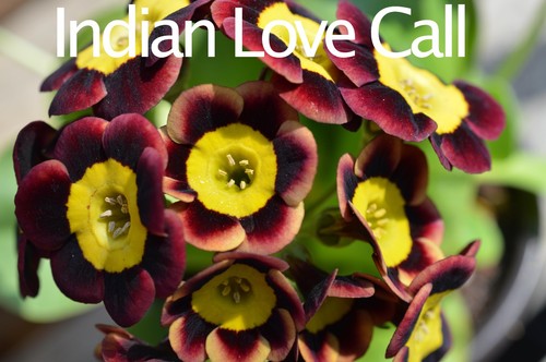 Primula auricula plants - , six