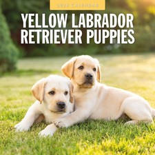 Yellow Labrador Retriever Puppies 2026 Square Wall Calendar