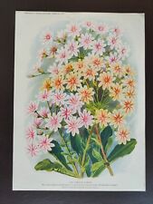 VINTAGE ORIGINAL COLOUR PRINT-GARDENING/FLOWERS-NEW LEWISIA HYBRIDS -1933