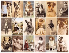 Postcard Dogs by Hall, Libby