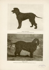 IRISH WATER SPANIEL NAMED DOGS