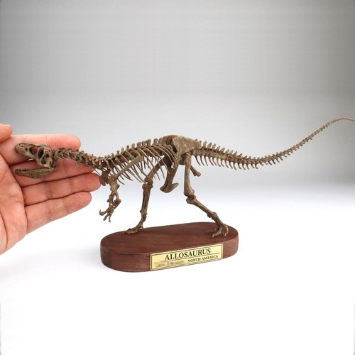 Allosaurus skeleton dinosaur - skeleton,