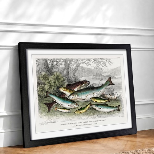 Fished salmon trout - salmon,