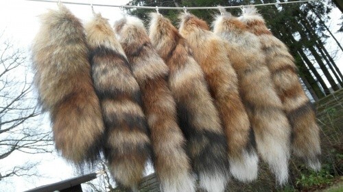 Foxtail fox tail - foxtail,