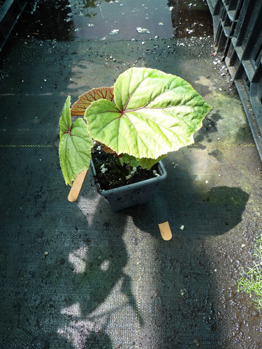 Begonia snow pop - begonia,