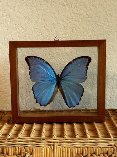 Framed blue morpho butterfly - blue,