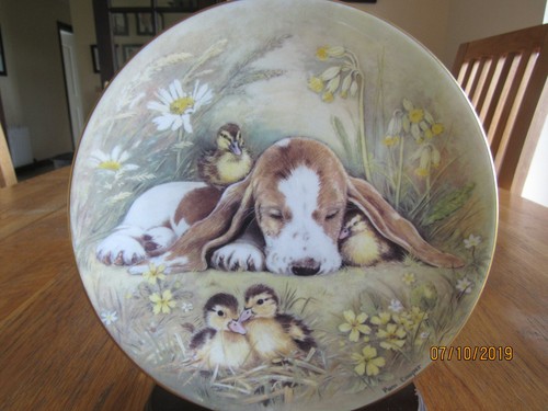 Basset hound puppy ducklings - hound,