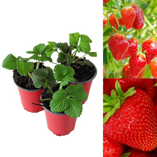 Strawberry hapil fruit plants - strawberry,