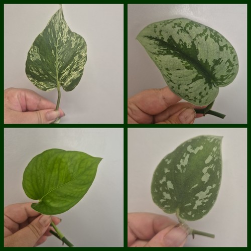 Pothos scindapsus bundle - /,