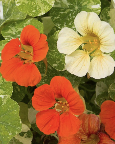 Nasturtium alaska plug - alaska,