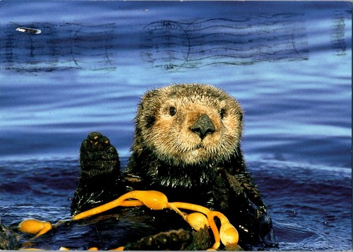 Monterey bay aquarium postcard - bay,