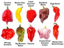 Worlds HOTTEST Chillis - PICK & MIX from 10 Varieties inc Carolina Reaper