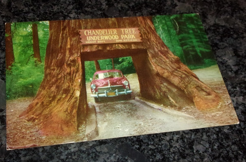 Giant redwoods chandelier - giant,