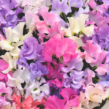 Sweet Pea 'Sweet Dreams Mixed'