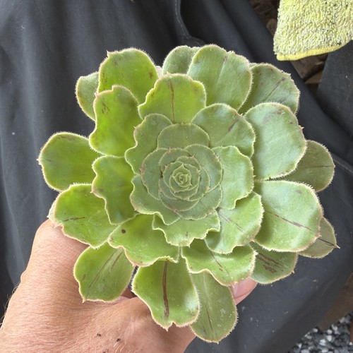 Aeonium holochrysum width 4 - aeonium,