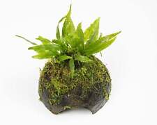 Java Fern on Coconut Cave - Tropical Water Live Aquarium Plants