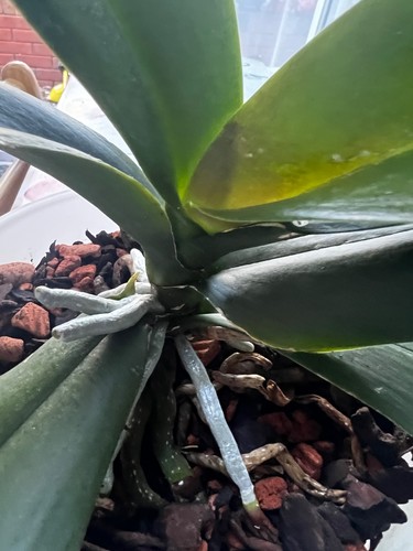 Large orchid plant - large,