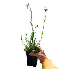 Ragged robin silene - 3,