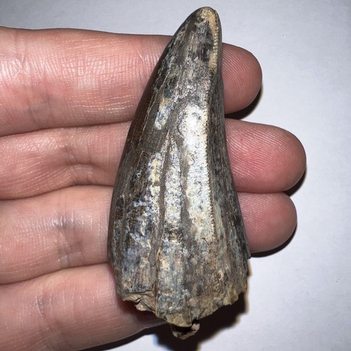 Rare huge tyrannosaurus - rare,