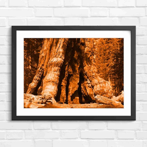 Massive burnt sequoia tree - massive,