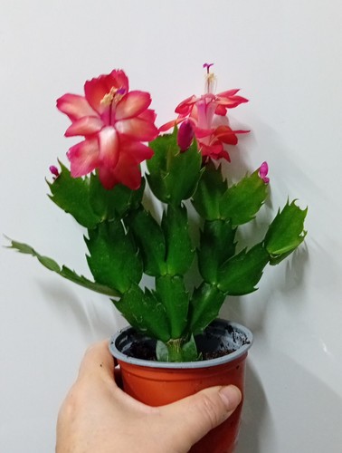 Red christmas cactus - 1,