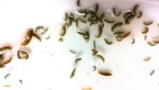 50+ AMPHIPODS 1/2 PORTION LIVE