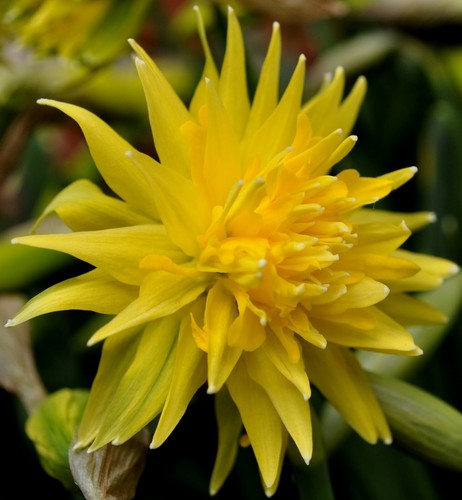 Miniature daffodils rip - 12,