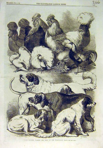 Prize poultry pigeons - poultry, dogs