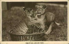 PHOTO POSTCARD -  ANIMAL CARD