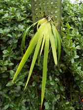 Rare Oberonia spp.Laos orchid plant , FS not in bloom , mounted