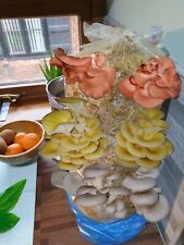 Mushroom Grow Kit Log -Mixed-Premium (Gift Spawn Token Edition) 1 Meter Long