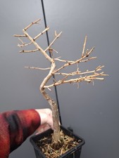 T1  Japanese Larch Bonsai Tree 