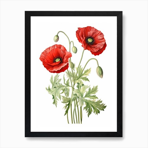 Poppies flower vintage - poppies,