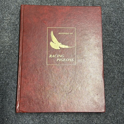 Rotondo racing pigeons - rotondo, on