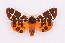 🦋 Set Garden Tiger Moth